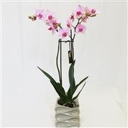 Orchid plant