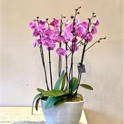 Orchid planter