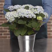 Hydrangea Plant