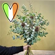 Irish Eucalyptus Bunch (Click &amp; Collect only)